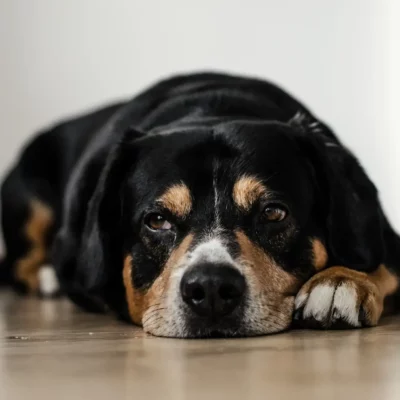 black and brown dog lying on the floor